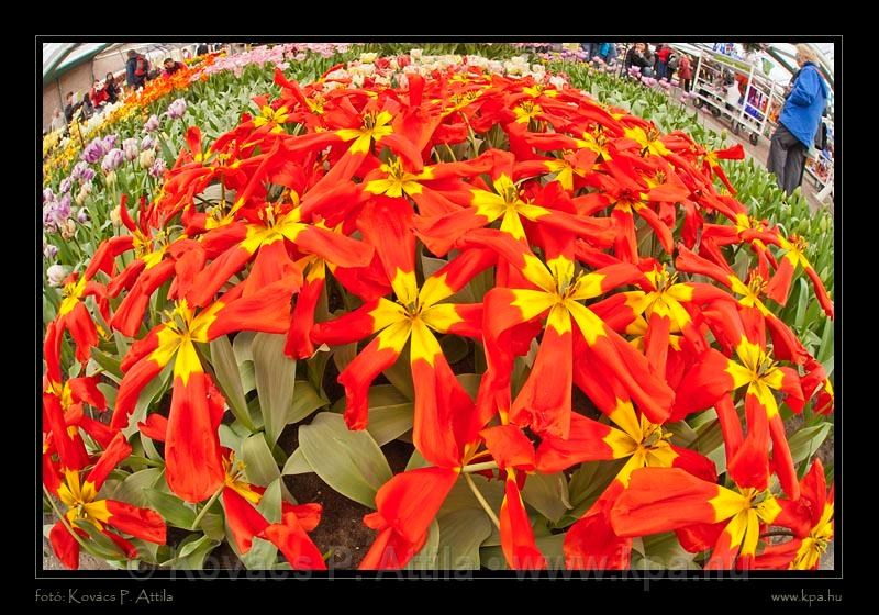 Keukenhof Hollandia 086.jpg